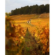 Ch.de Monthélie 1er Cru "Sur la Velle" 2017 (Bio)